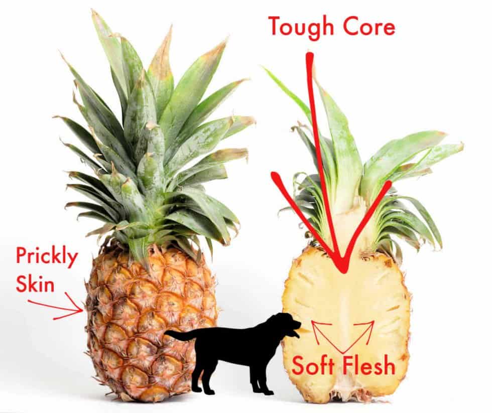 Pineapple Health Benefits, Calories, Carbs & Dogs