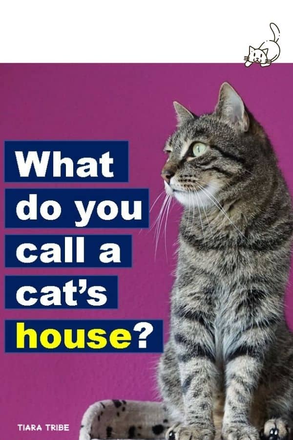 Cat jokes that are so funny, you'll be feline pawsome!