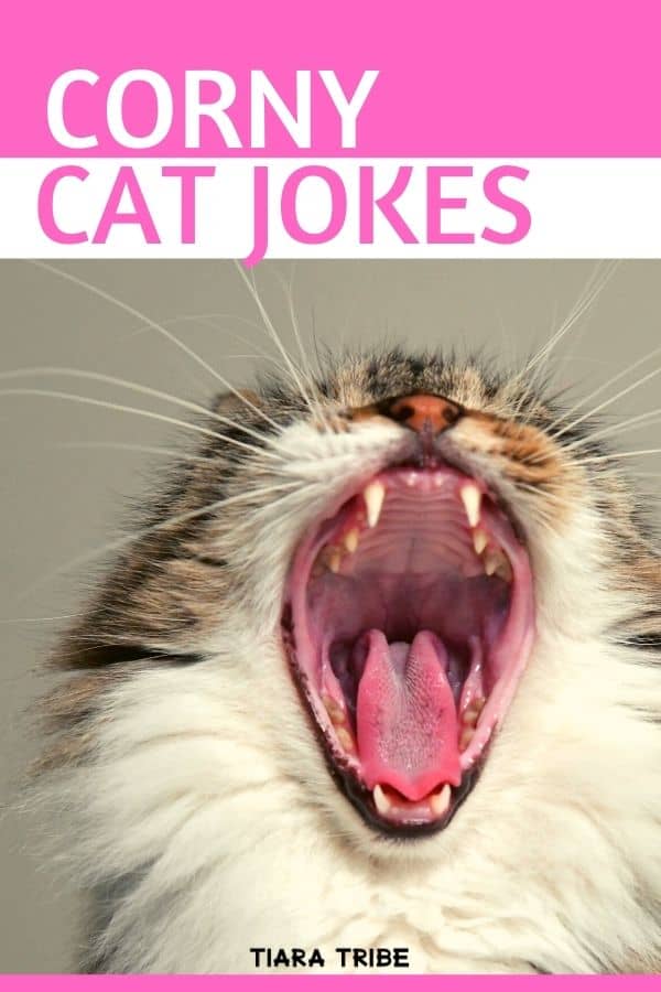 Cat jokes that are so funny, you'll be feline pawsome!