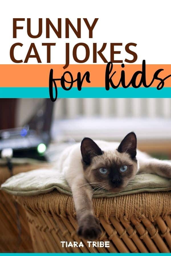 Cat jokes that are so funny, you'll be feline pawsome!