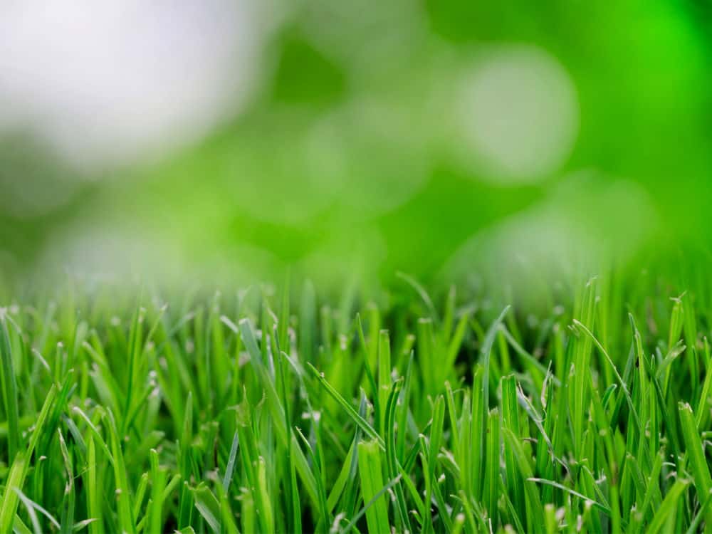 Mowing the lawn