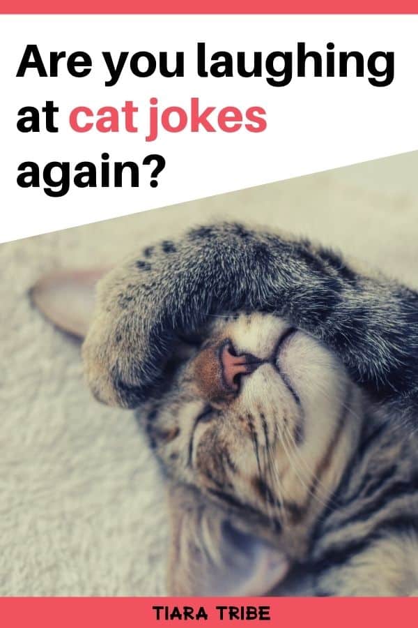 Cat jokes that are so funny, you'll be feline pawsome!